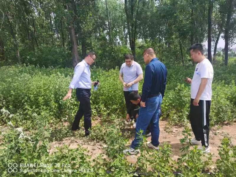 銅陵市樅陽縣官埠橋鎮(zhèn)領導調研徽大姐家政服務集團艾草種植項目